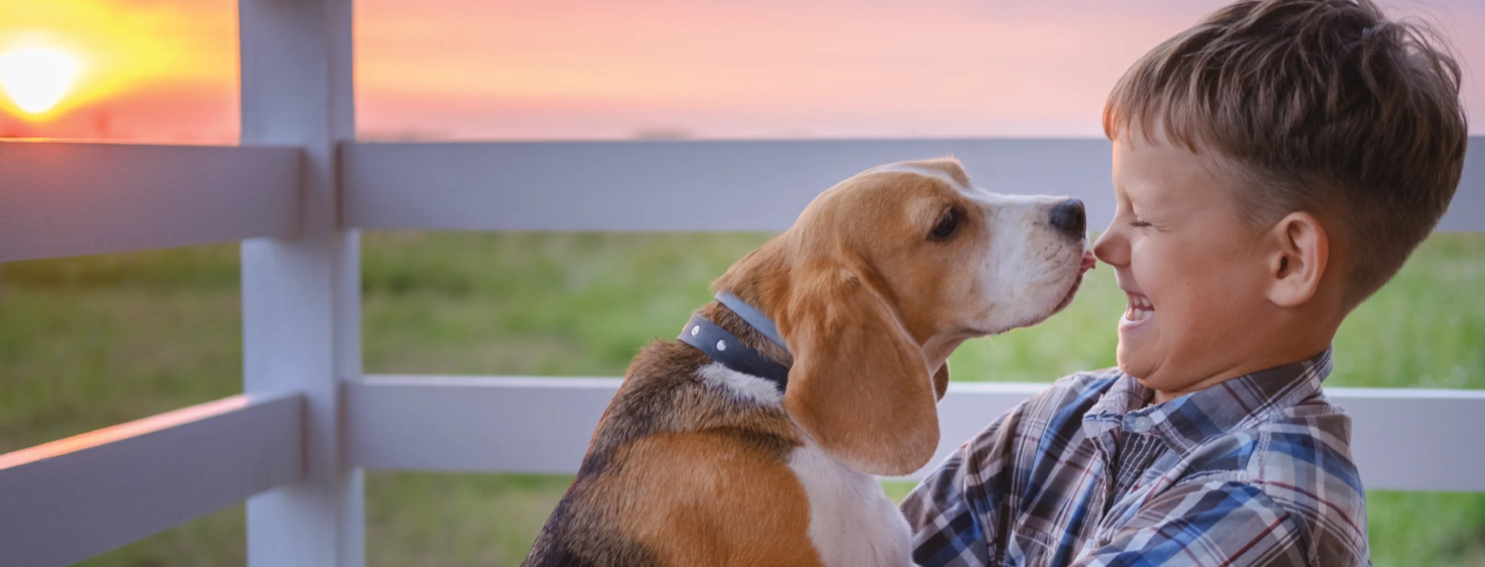 Dog and kid kissing with sunset in the background